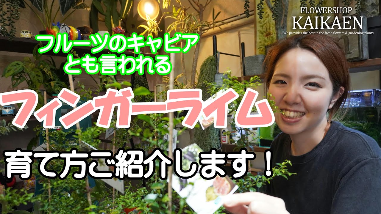 フィンガーライム フルーツのキャビア　高級　育て方・管理方法【おうちでガーデニング】開花園チャンネル