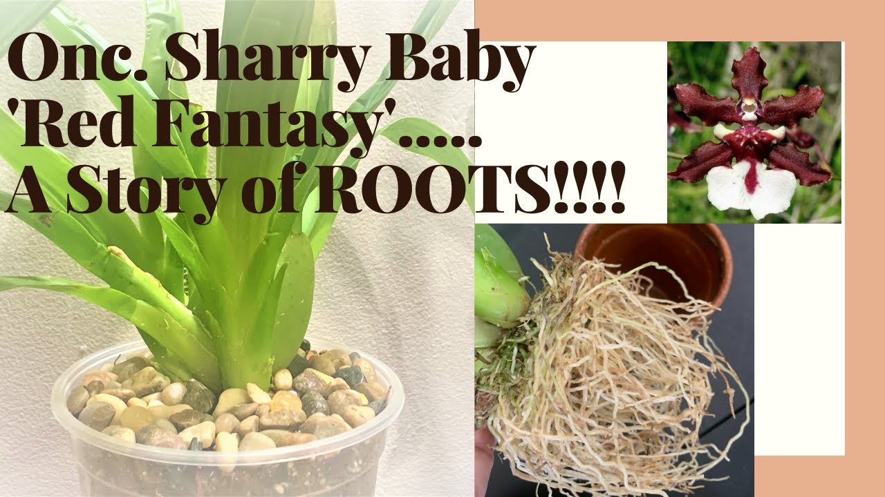 ONC. SHARRY BABY 'RED FANTASY' Repotting the 'Red Fantasy' from Nicole Deanna