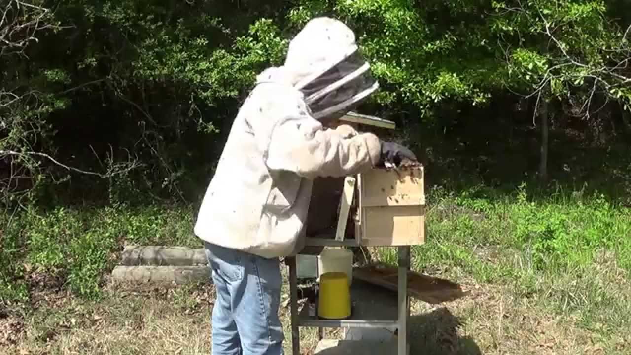 Mr  Ed and the Pontchatula bees