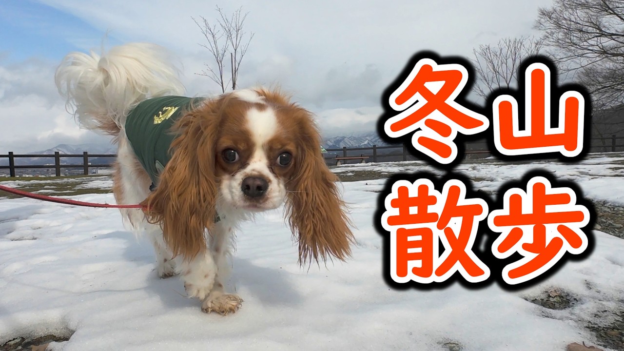 キャバリアの冬山散歩