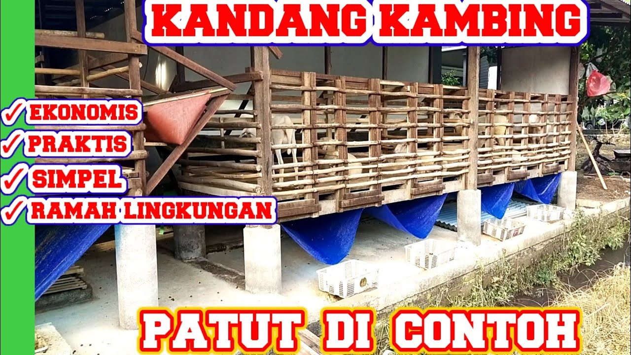 KANDANG KAMBING PALING PATUT DI CONTOH - KANDANG DOMBA SANGAT RAMAH LINGKUNGAN DAN BIAYA EKONOMIS