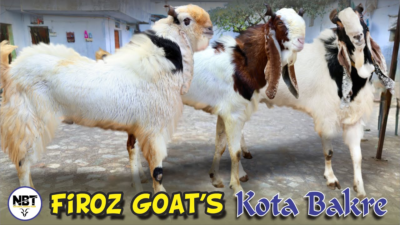 Kota Ke Nayaab Bakre Full Set At Firoz Goat’s 