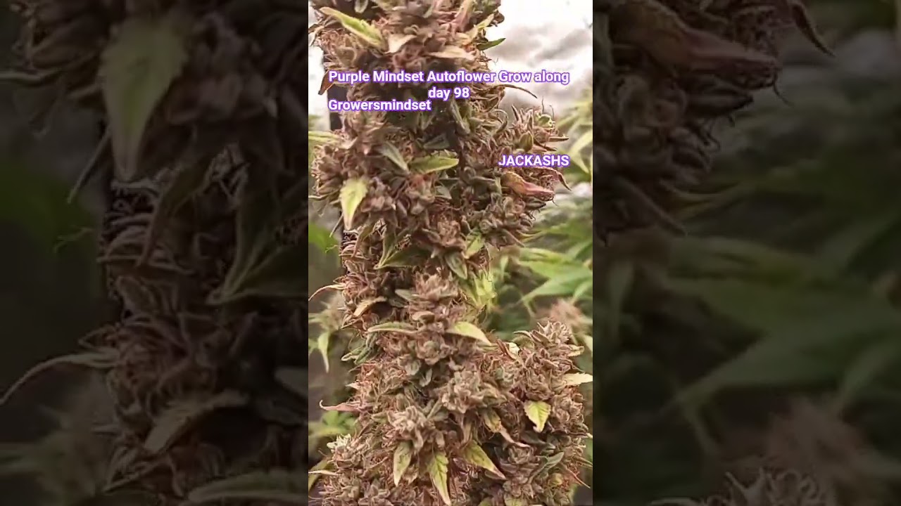 JACKASHS Purple Mindset Autoflower Grow along day 98 pheno 2@growersmindset #growmiegang