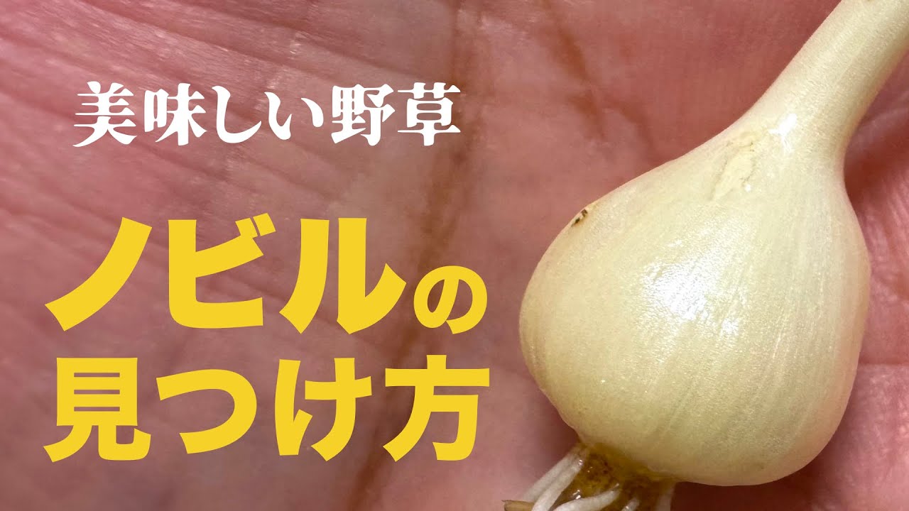 ノビルの見つけ方【美味しい野草】