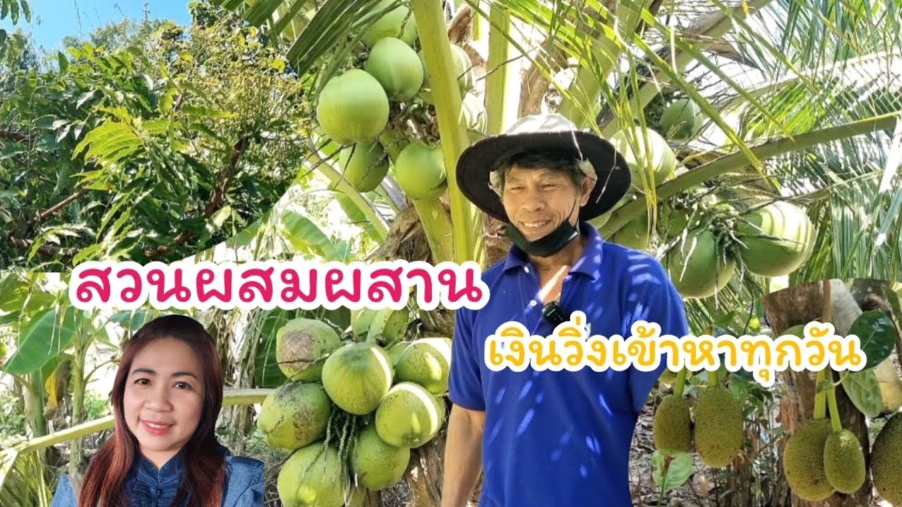ปลูกมะพร้าวน้ำหอม ทำเกษตรผสมผสาน 4ไร่ ปลูกหลากหลาย หมุนเวียนขายทั้งปี เงินวิ่งเข้ามาหาทุกวัน