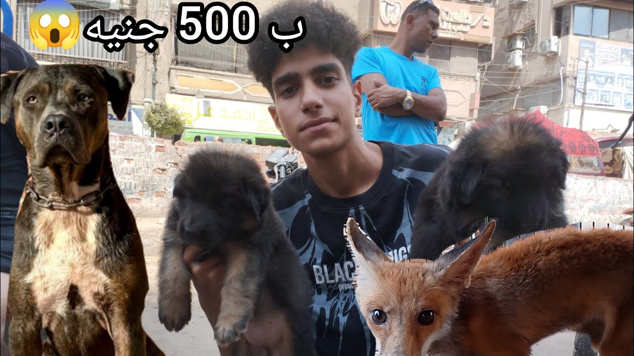 سوق الجمعه المحله باسعار الكلاب و الحيوانات 2025.        حيوانات باسعار غريبه😱
