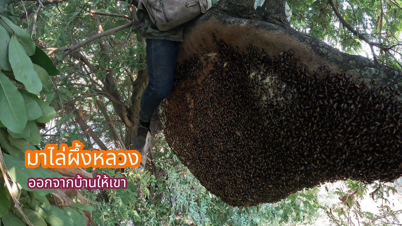 มาไล่ผึ้งหลวงออกจากบ้านให้เขา  | พรานหมึก คนตีผึ้ง