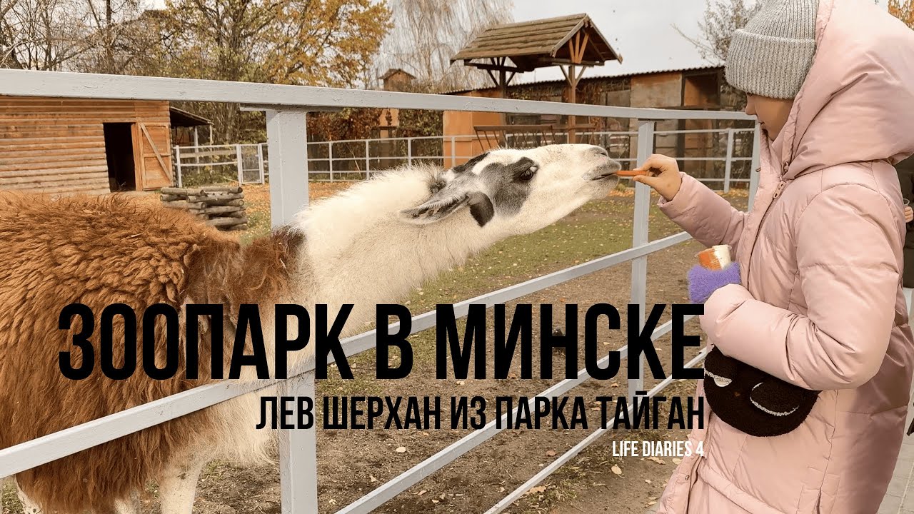 зоопарк в МИНСКЕ 🧡 лев ШЕРХАН из парка Тайган 🦁