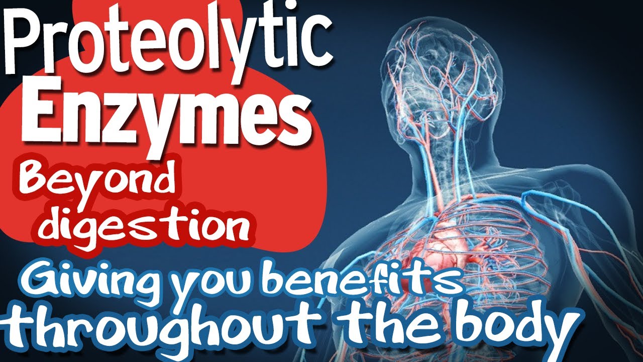 Proteolytic Enzymes. Beyond digestion. Giving you benefits throughout the body.