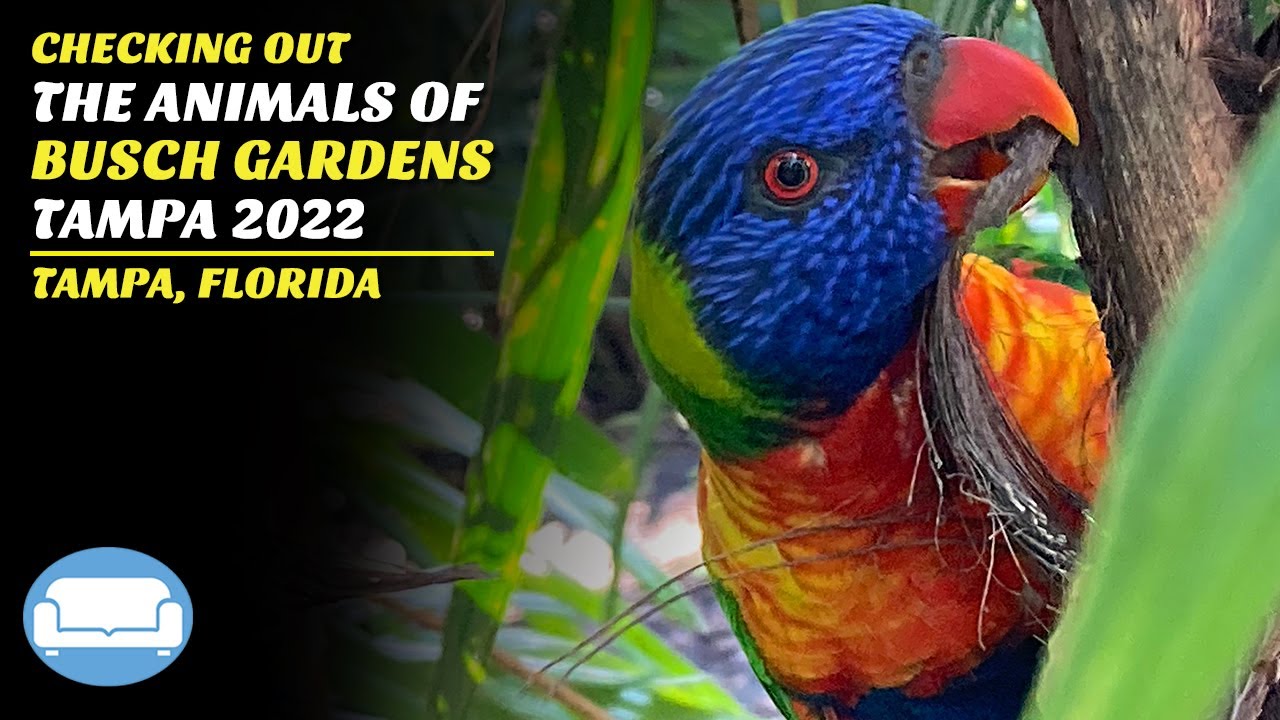 Exploring the Serengeti Plains and the Animals of Busch Gardens Tampa Bay