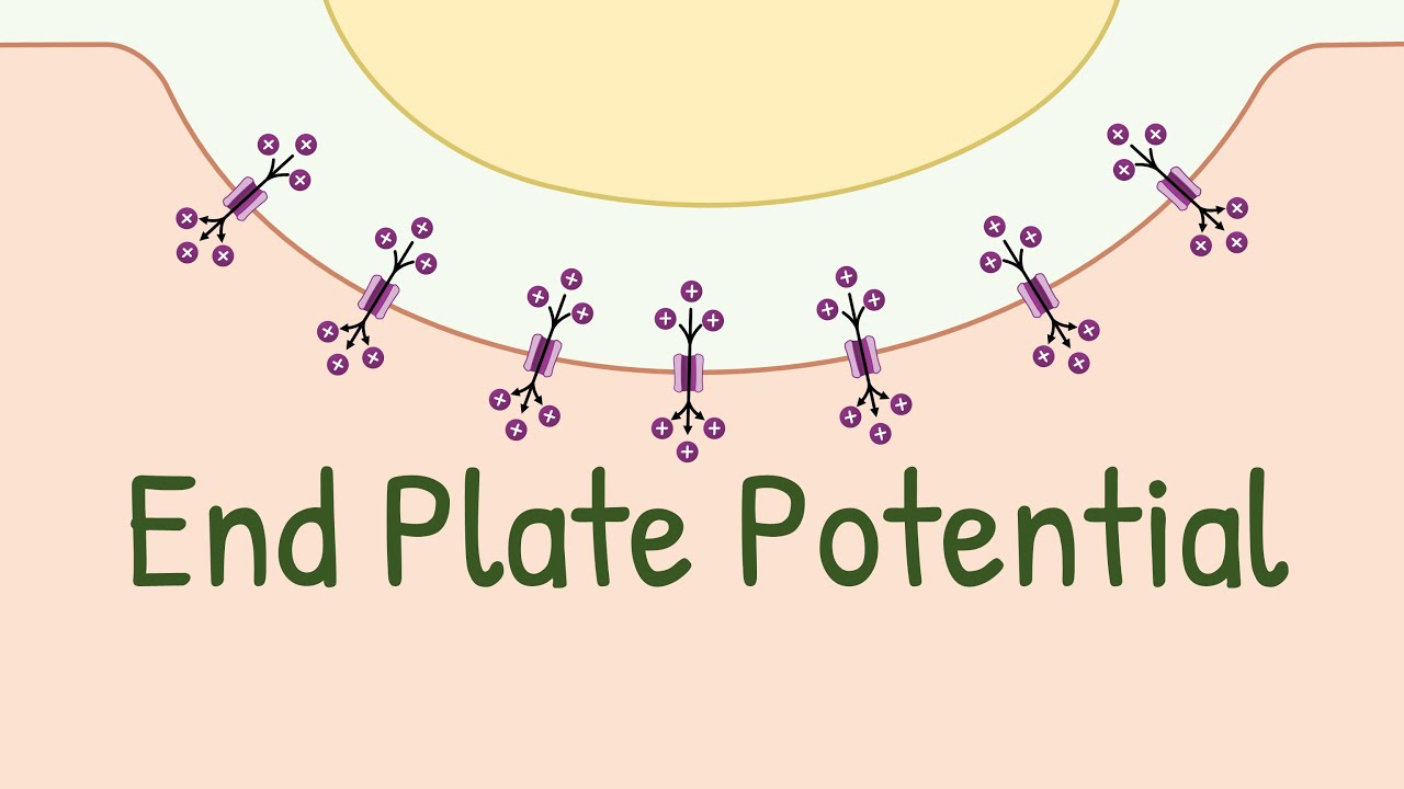 End Plate Potential | Neuromuscular Junction | Neurotransmission | Enough For Title Now