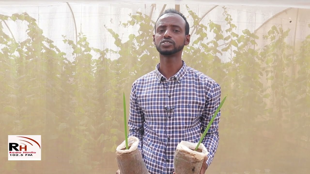 Timirta nooca Cajwa oo lagu tijaabiyay beeristeeda Soomaaliya