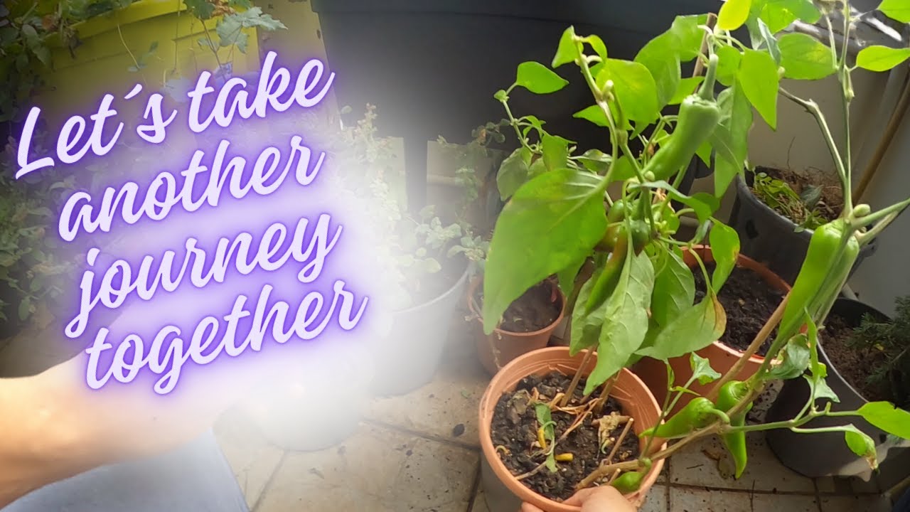 Balcony Gardening