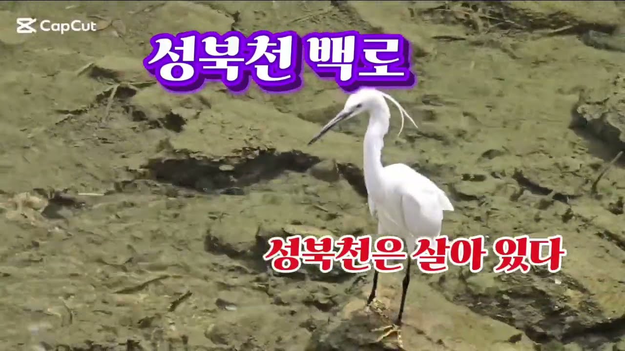 성북천 백로 @공원사진6