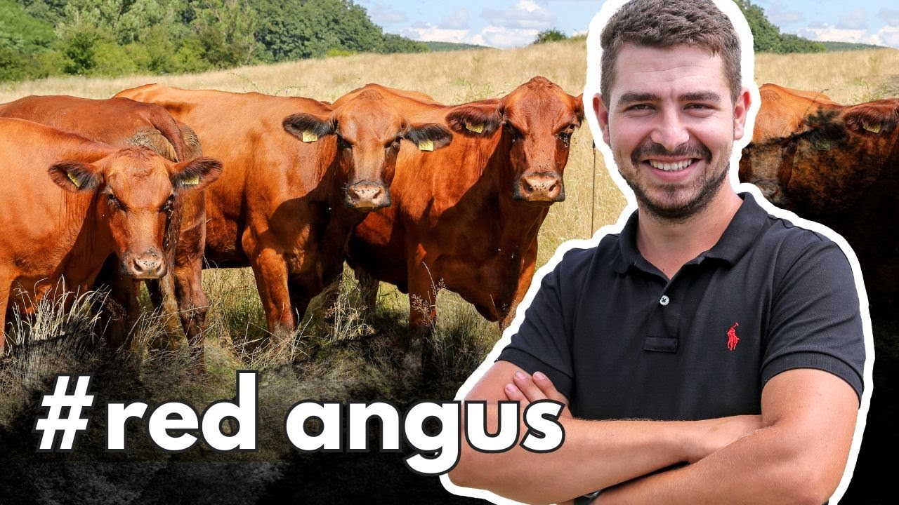 O fermă exclusiv Angus roșu🐮🔴! Au început cu 8.000 DE EURO, iar astăzi au 60 de exemplare!