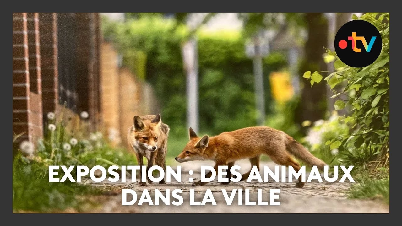 Nature : ce Varois photographie des animaux sauvages en pleine ville