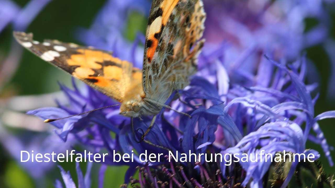 Distelfalter (Vanessa cardui) bei der Nahrungsaufnahme auf Centaurea montana