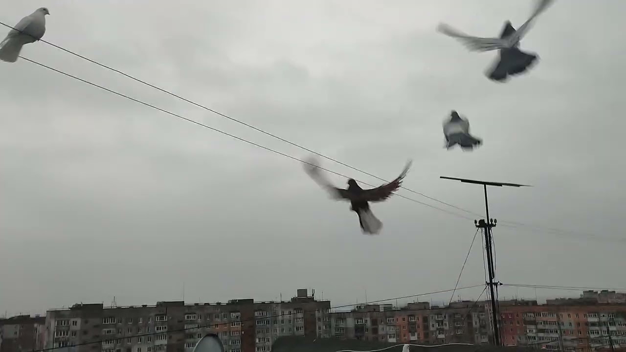 О чём мы мечтаем? Николаевские голуби.