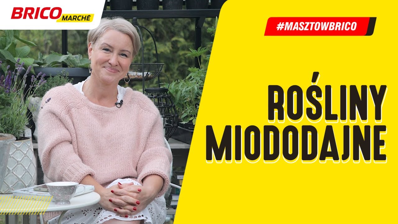Rośliny miododajne, które warto mieć w ogrodzie