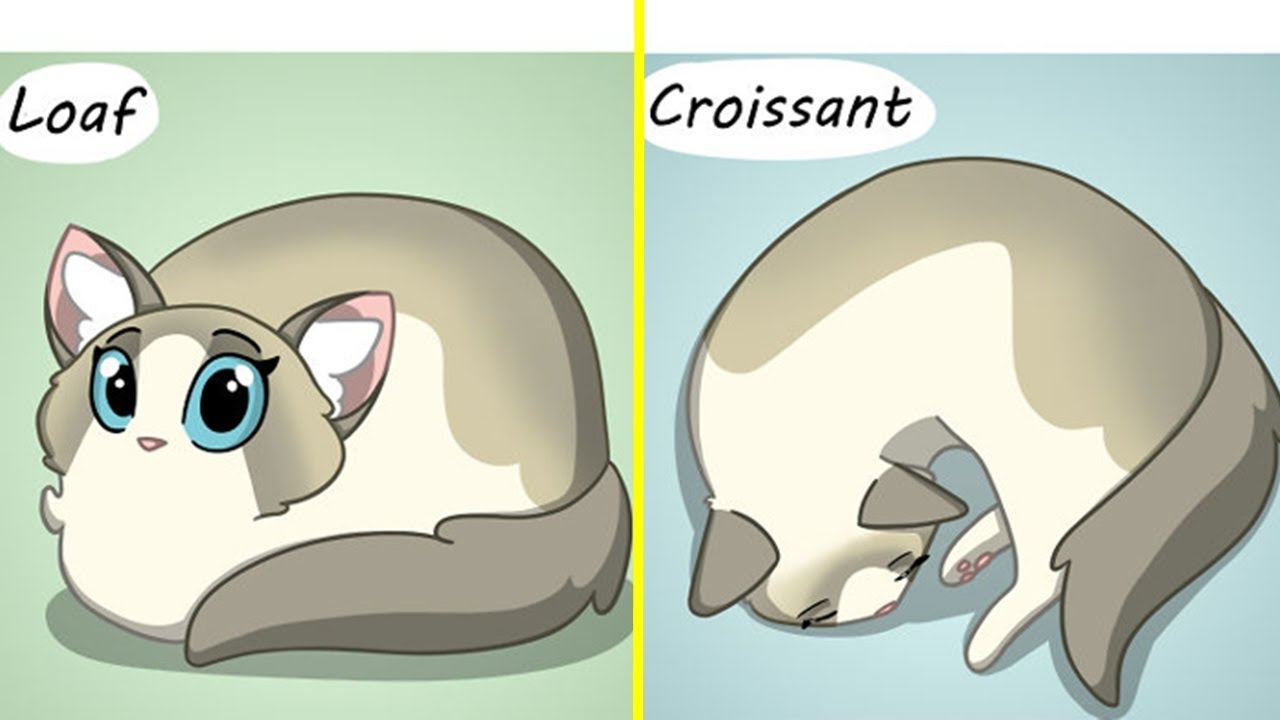 Adorable Comics Every Cat Owner Will Relate To