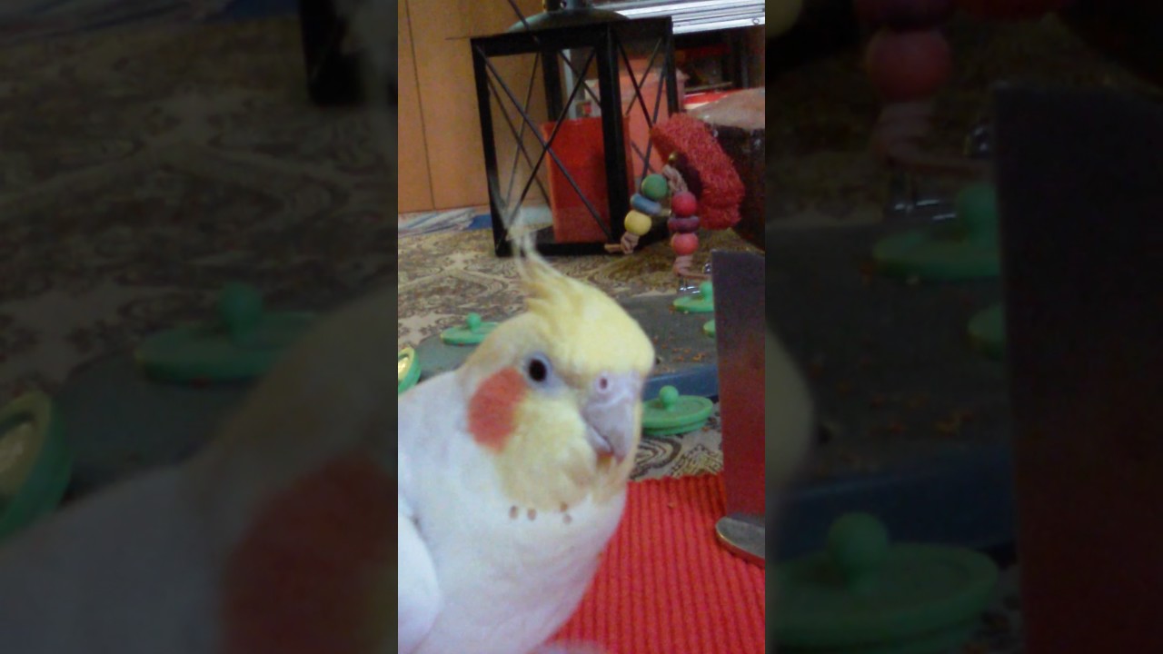 Tweetys Nachmittagsshow