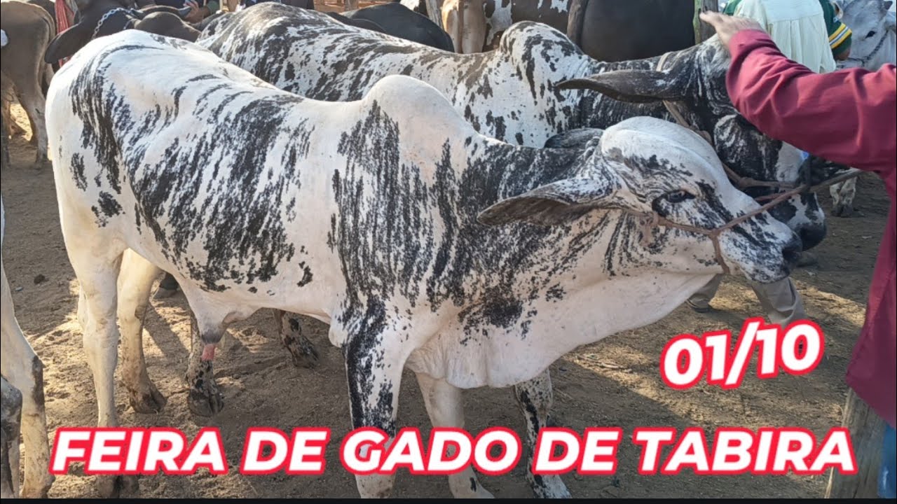 Feira de Gado de Tabira-PE (01/10/25) Pátio