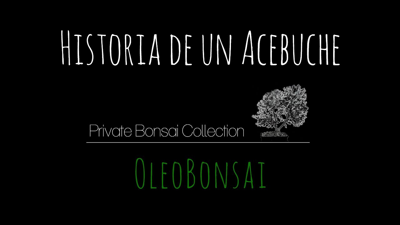 Historia de un acebuche. La gran transformación.🌳OleoBonsai🌳Private Bonsai Collection.