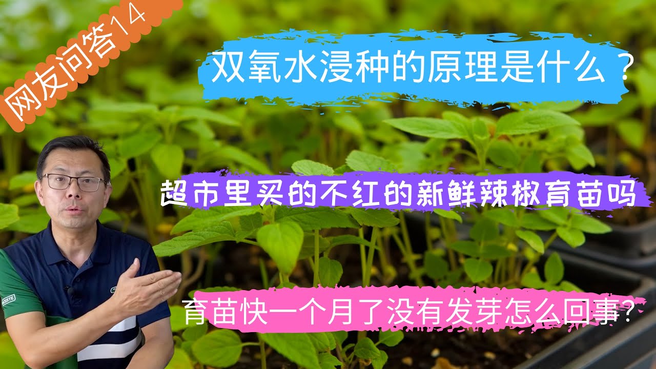 网友问答14：催芽时为什么使用双氧水？菜苗可以浇淘米水吗？