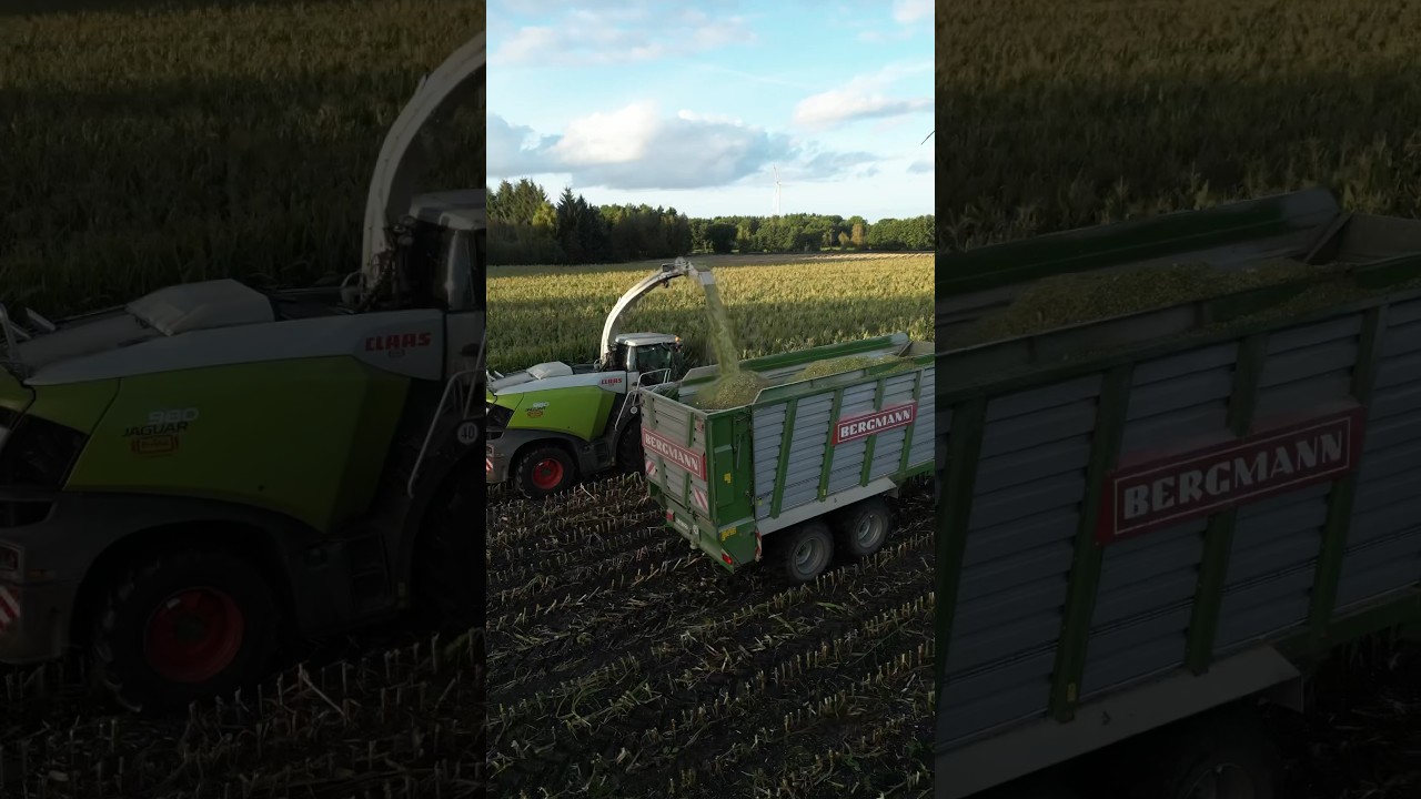 Mais Mais Mais 🌽 #agriculture #farming #landwirtschaft #trend #2023 #mais #h&auml;ckseln #claas #fendt