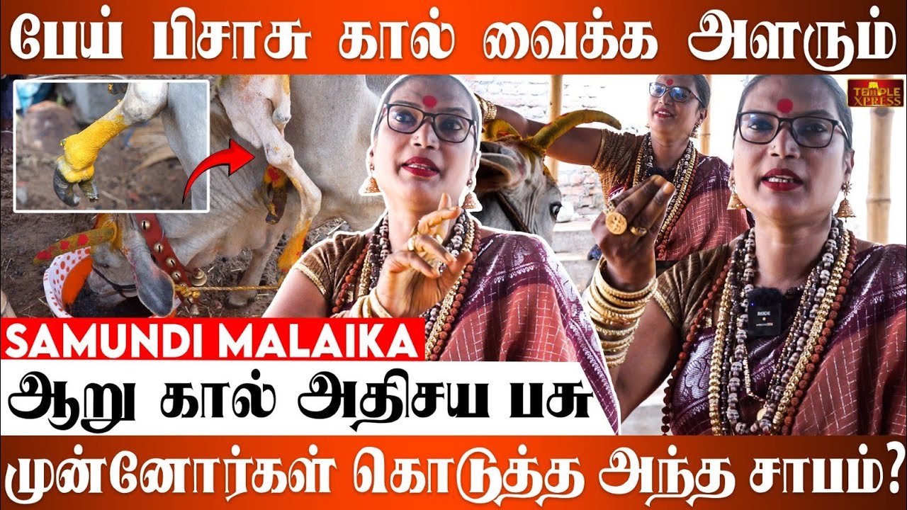 💥🤯 SAMUNDI MALAIKA மாந்திரீகத்தால் வரவழைத்த ஆறு கால் அதிசய பசு நடந்தது என்ன❗️❓💢