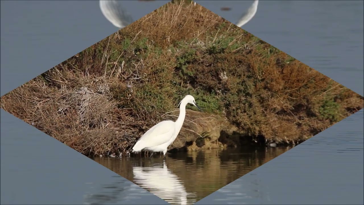 Salins du Lion à Vitrolles (13)