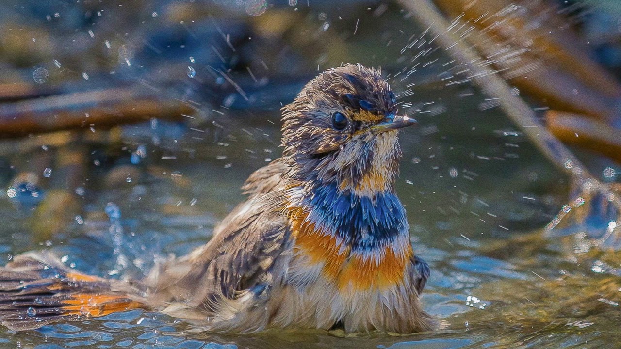 Fotografia naturalistica all'Oasi di Bentivoglio