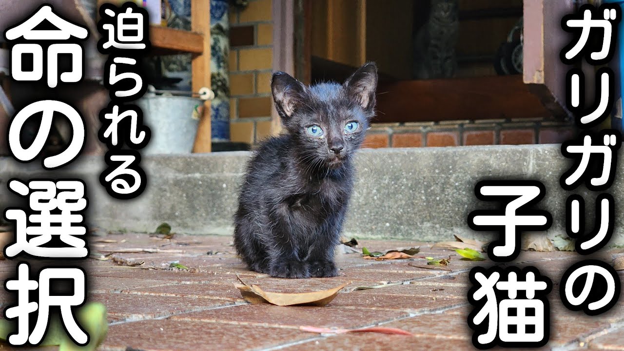 多頭現場で突然現れた子猫。保護するか残していくか...命の選択の連続です