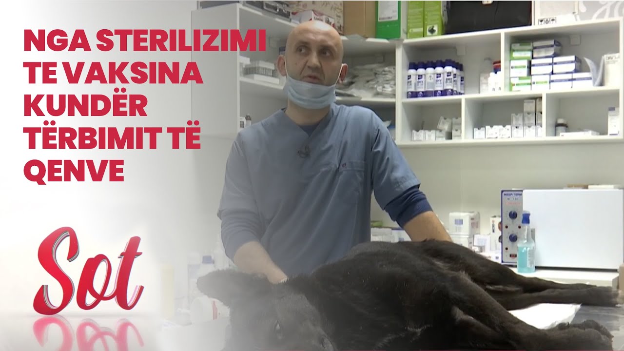 Nga sterilizimi te vaksina kundër tërbimit të qenve 17 03 2021
