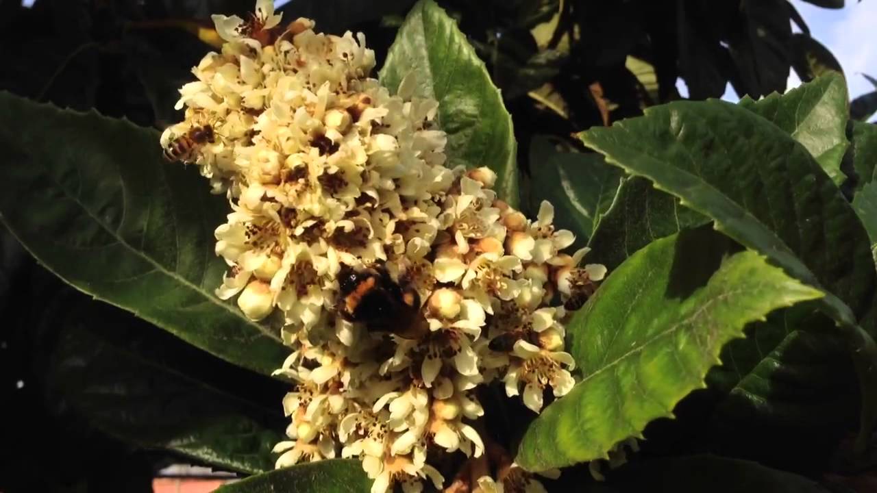 Fleur de n&eacute;flier