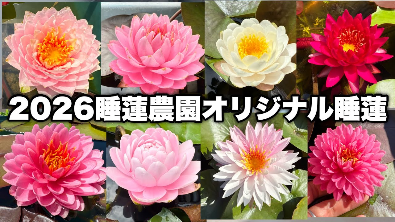 世界に1つ！睡蓮農園オリジナル睡蓮全て公開！NEWリリース睡蓮！睡蓮図鑑メダカ睡蓮ビオトープ