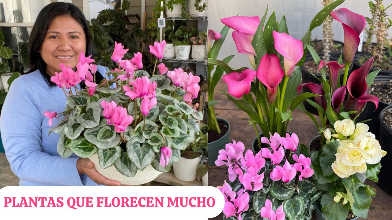 Nuevas plantas que florecen mucho de media sombra 