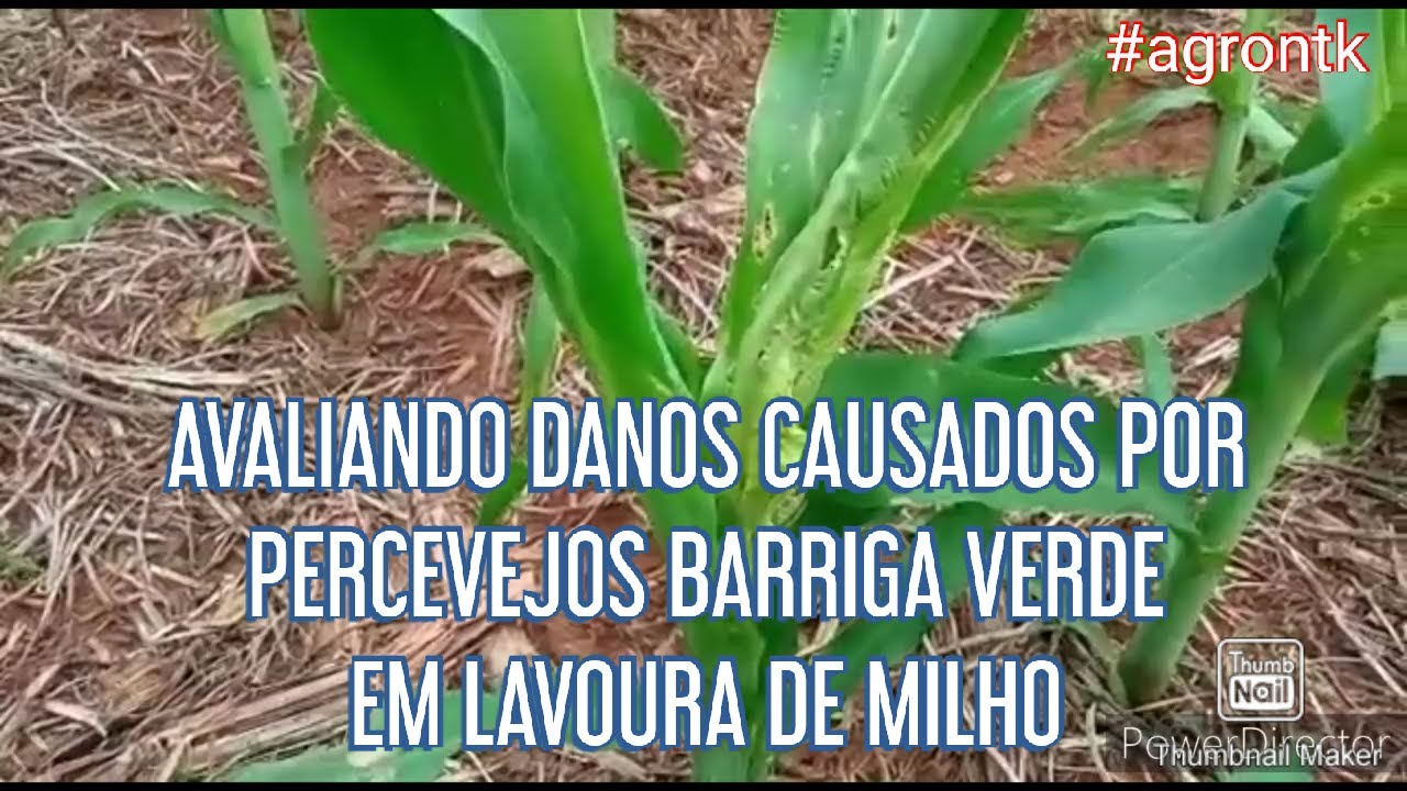 AVALIANDO DANOS DO PERCEVEJO BARRIGA VERDE EM LAVOURA DE MILHO