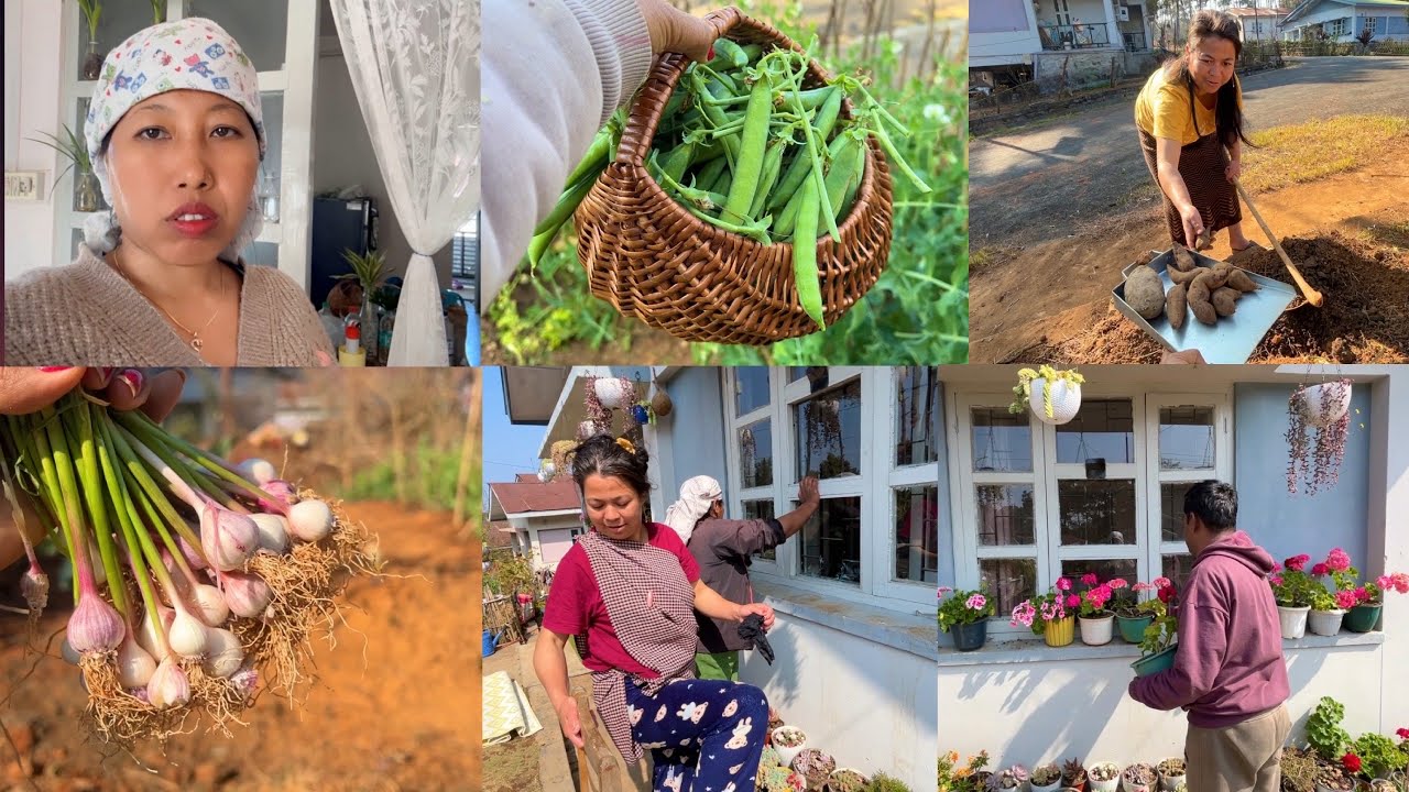 Aaj mila hume naya khet ka naya matar aur lasun//Dono didi ne kiya 🏠ka cleaning 🥰//Shillong vlog