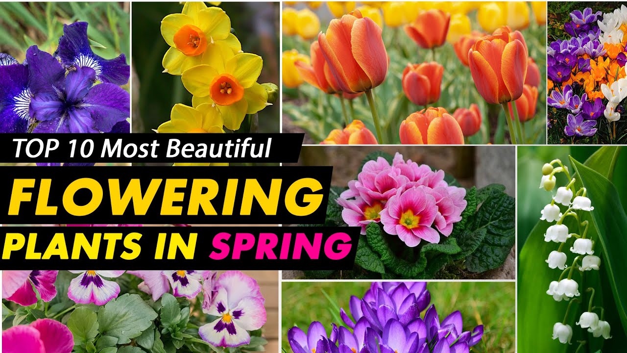 10 best spring-flowering plants for a colourful garden | What plants blossom in spring
