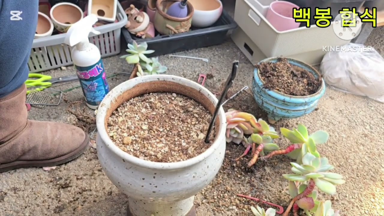 백봉대품 혼자심는  뇨자^^ 멋찌다!!!#백봉 2026.01.26