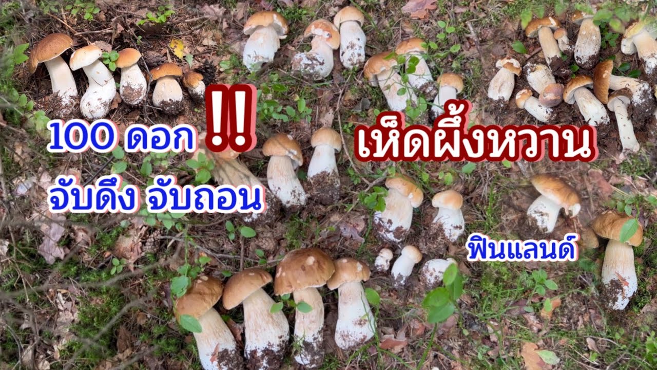 เก็บเห็ด 2025 เห็ดผึ้งหวาน 100 ดอก #mushroom #finland 