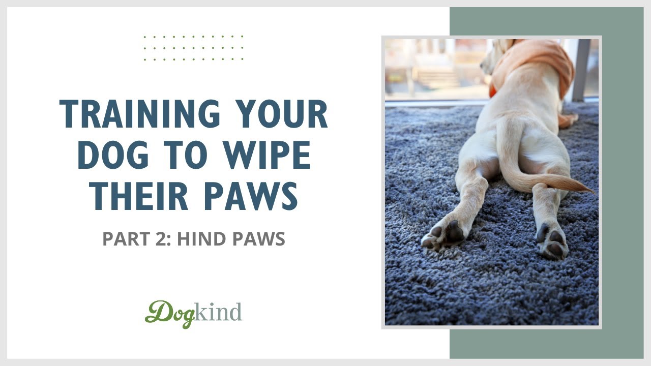 Teach Your Dog To Wipe Their Hind Paws