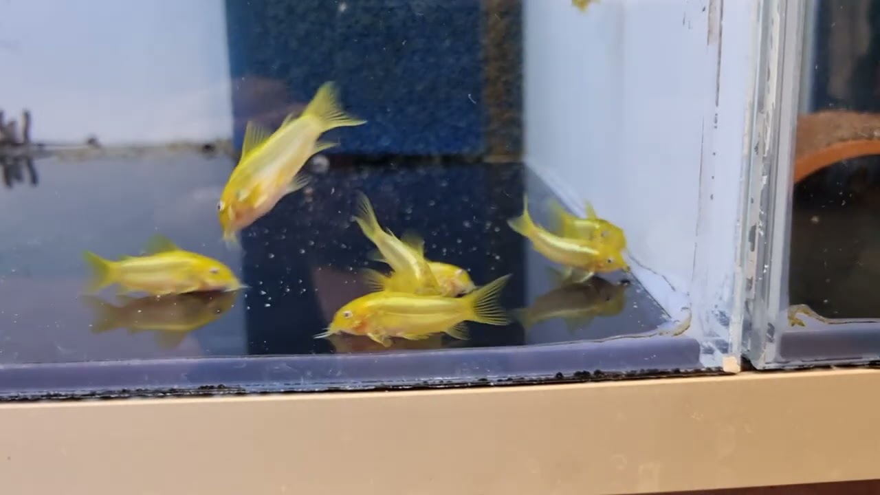 Corydoras green laser CW009