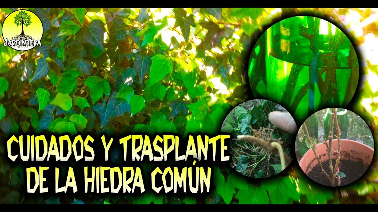 CUIDADOS Y TRASPLANTE DE LA HIEDRA COMÚN