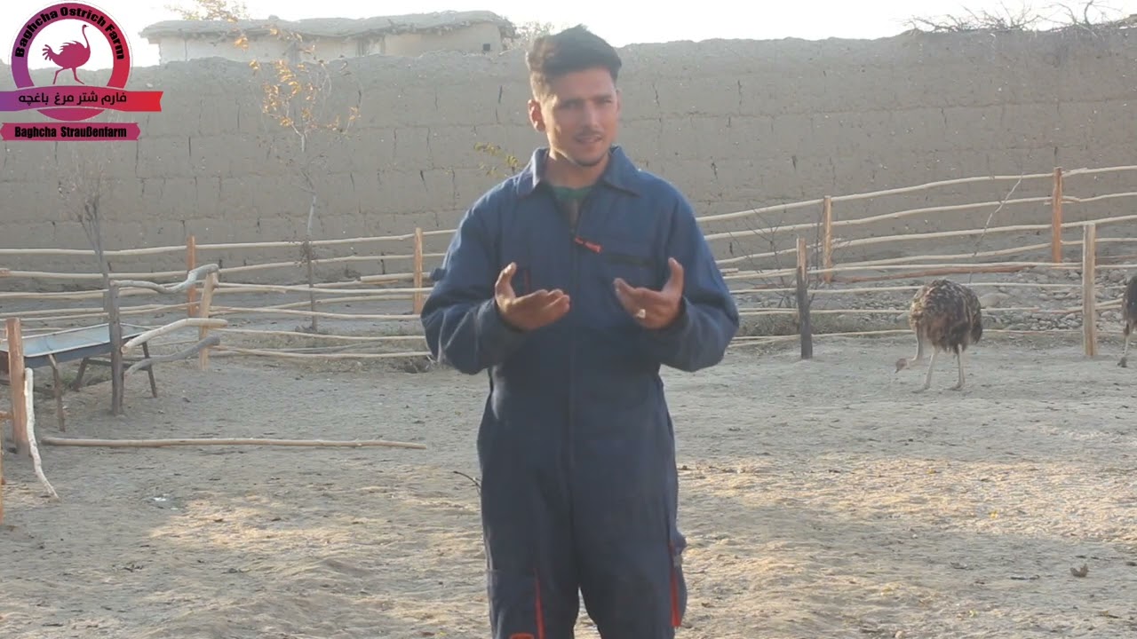 شتر مرغ و مزایا و خوبی های آن Ostrich and its advantages and benefits