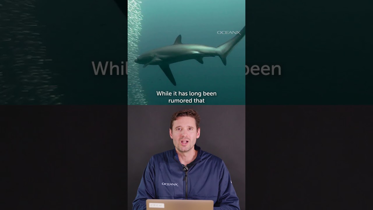 Beware of the Thresher Shark Tail