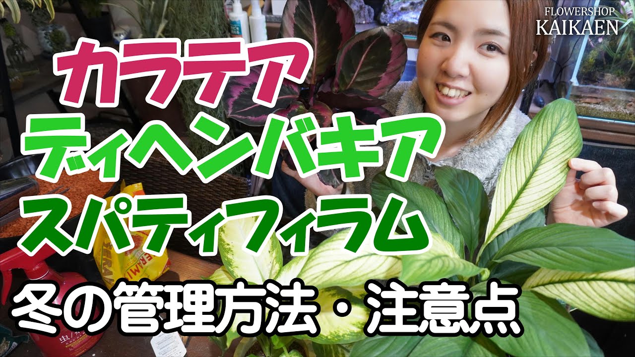 観葉植物　カラテア　ディヘンバキア　スパティフィラム　冬の管理方法　注意点【おうちでグリーン】【おうちでガーデニング】開花園チャンネル