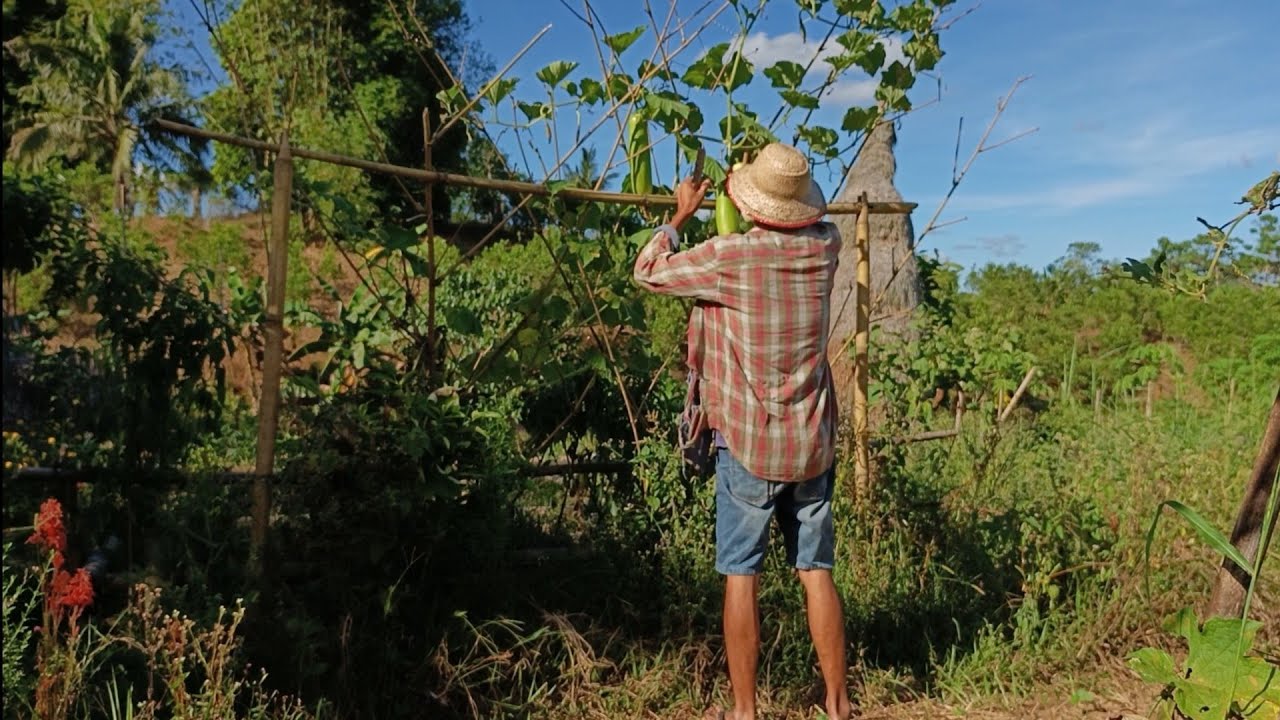 Growing bottle gourd in Scorching Summer: Our Experience and Family cooking