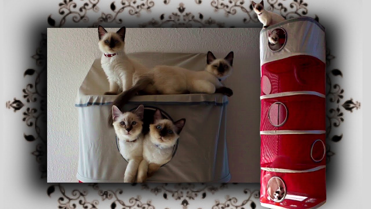 🐱 Kletterturm für Katzen | Climber Tower for Cats